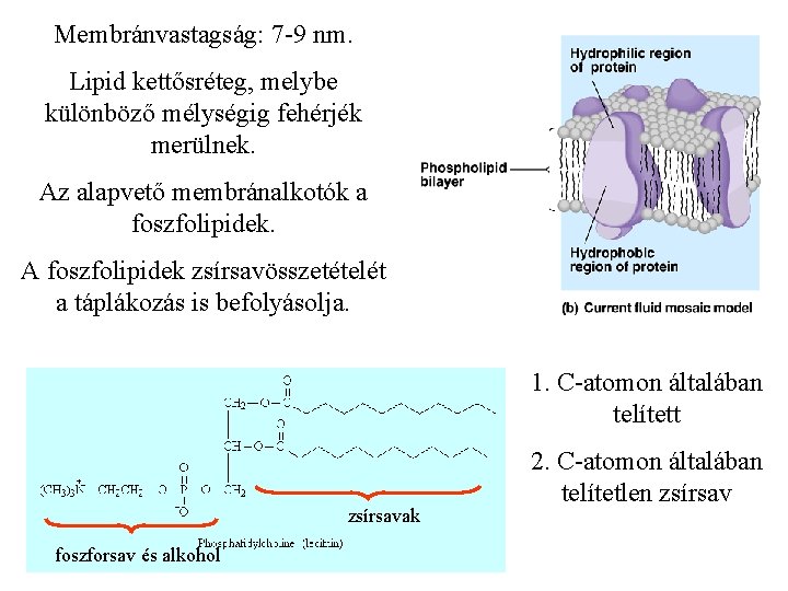 Membránvastagság: 7 -9 nm. Lipid kettősréteg, melybe különböző mélységig fehérjék merülnek. Az alapvető membránalkotók