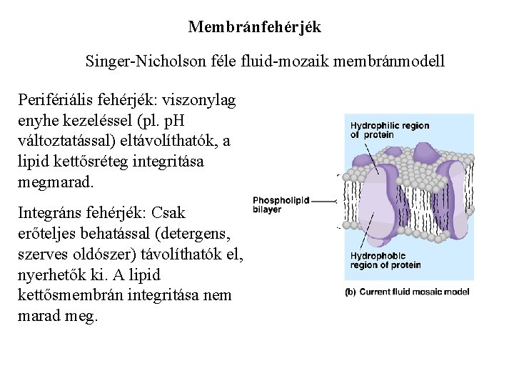 Membránfehérjék Singer-Nicholson féle fluid-mozaik membránmodell Perifériális fehérjék: viszonylag enyhe kezeléssel (pl. p. H változtatással)
