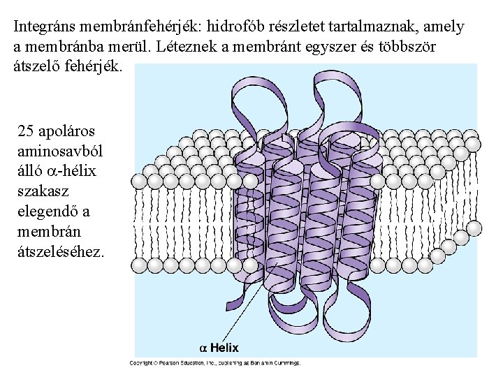Integráns membránfehérjék: hidrofób részletet tartalmaznak, amely a membránba merül. Léteznek a membránt egyszer és