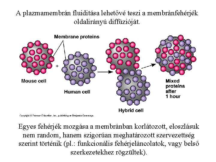 A plazmamembrán fluiditása lehetővé teszi a membránfehérjék oldalirányú diffúzióját. Egyes fehérjék mozgása a membránban