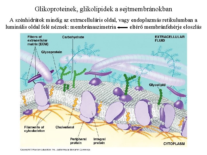 Glikoproteinek, glikolipidek a sejtmembránokban A szénhidrátok mindig az extracelluláris oldal, vagy endoplazmás retikulumban a