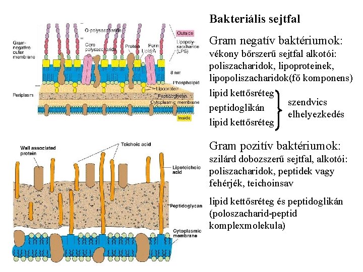 Bakteriális sejtfal Gram negatív baktériumok: vékony bőrszerű sejtfal alkotói: poliszacharidok, lipoproteinek, lipopoliszacharidok(fő komponens) lipid