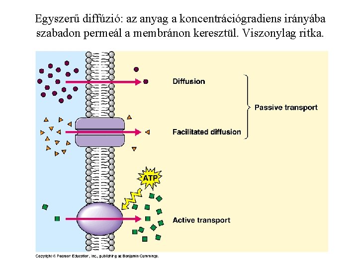 Egyszerű diffúzió: az anyag a koncentrációgradiens irányába szabadon permeál a membránon keresztül. Viszonylag ritka.