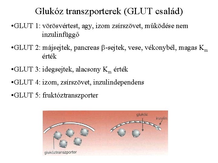 Glukóz transzporterek (GLUT család) • GLUT 1: vörösvértest, agy, izom zsírszövet, működése nem inzulinfüggő