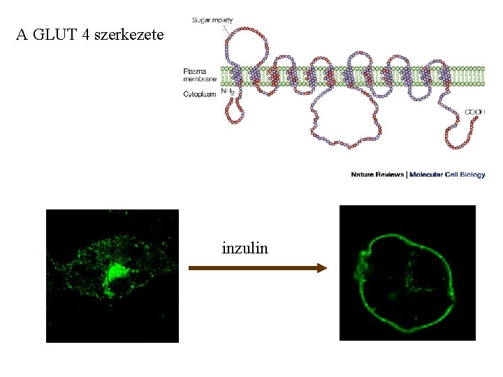 A GLUT 4 szerkezete inzulin 