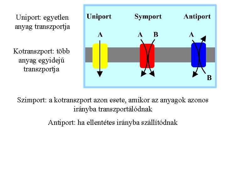 Uniport: egyetlen anyag transzportja Kotranszport: több anyag egyidejű transzportja Szimport: a kotranszport azon esete,
