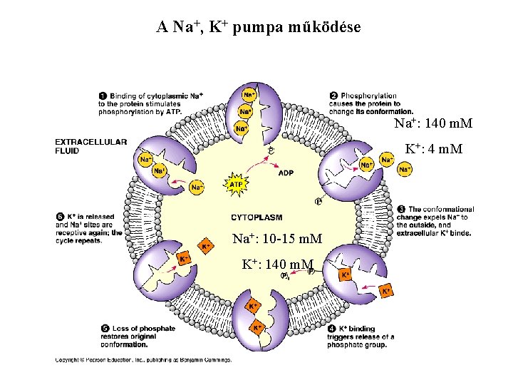 A Na+, K+ pumpa működése Na+: 140 m. M K+: 4 m. M Na+: