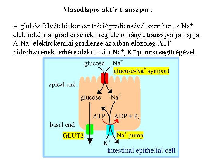 Másodlagos aktív transzport A glukóz felvételét koncentrációgradiensével szemben, a Na+ elektrokémiai gradiensének megfelelő irányú