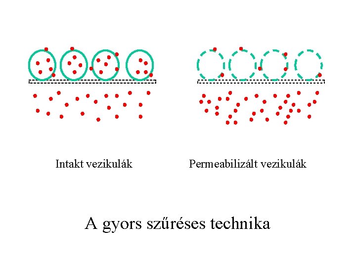 Intakt vezikulák Permeabilizált vezikulák A gyors szűréses technika 