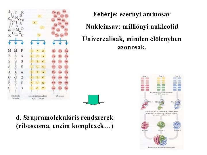 Fehérje: ezernyi aminosav Nukleinsav: milliónyi nukleotid Univerzálisak, minden élőlényben azonosak. d. Szupramolekuláris rendszerek (riboszóma,