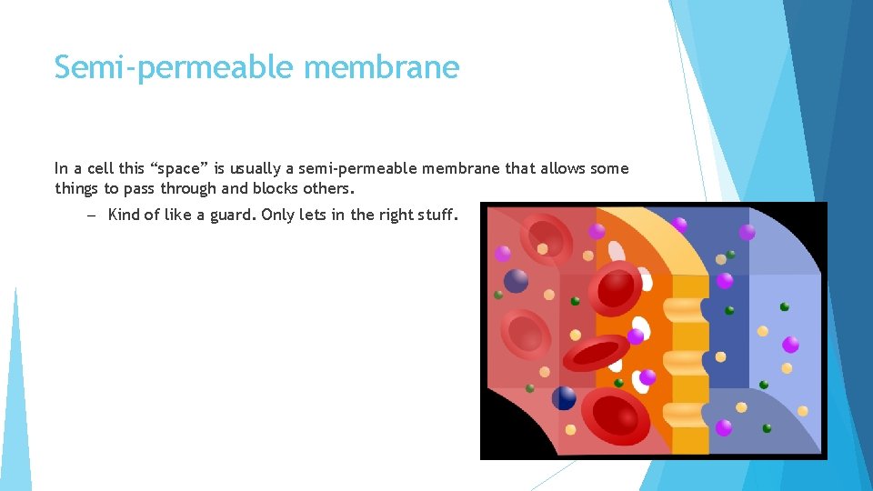 Semi-permeable membrane In a cell this “space” is usually a semi-permeable membrane that allows