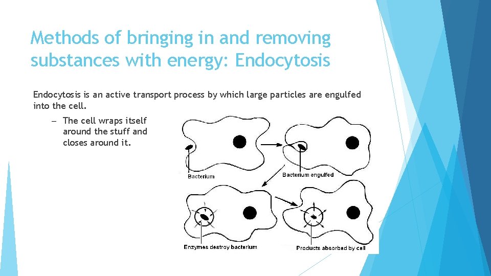 Methods of bringing in and removing substances with energy: Endocytosis is an active transport