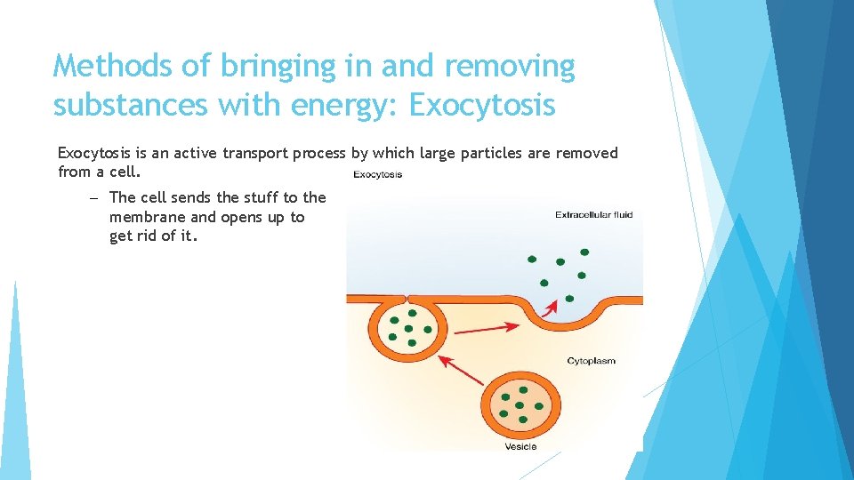 Methods of bringing in and removing substances with energy: Exocytosis is an active transport