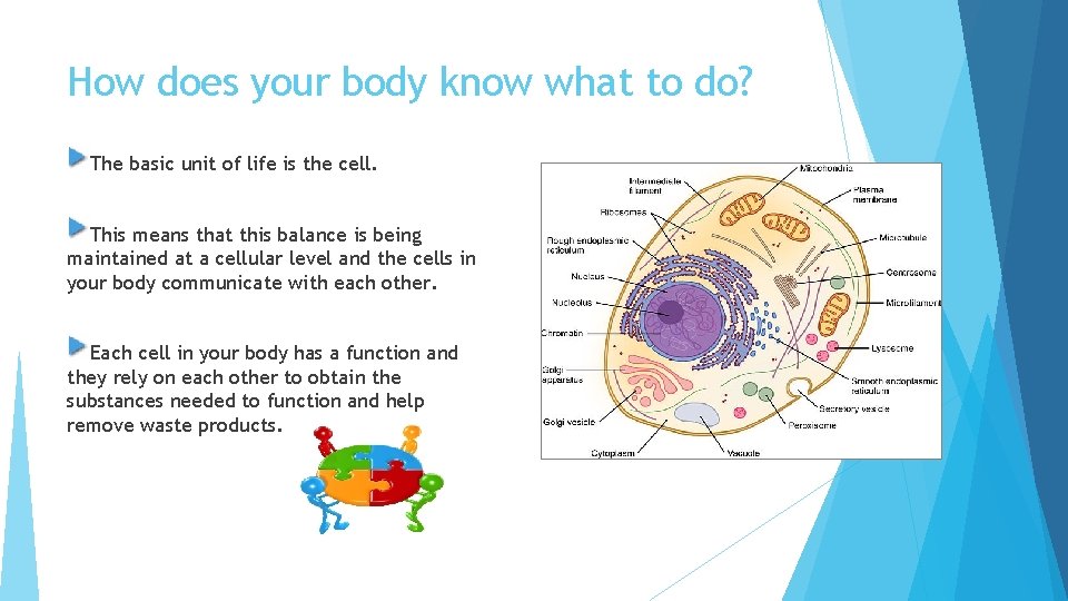 How does your body know what to do? The basic unit of life is
