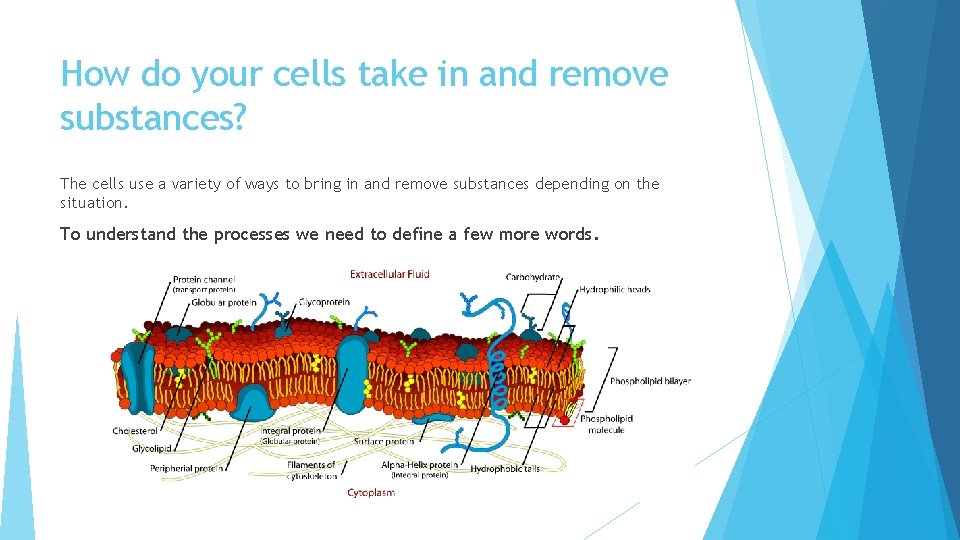 How do your cells take in and remove substances? The cells use a variety