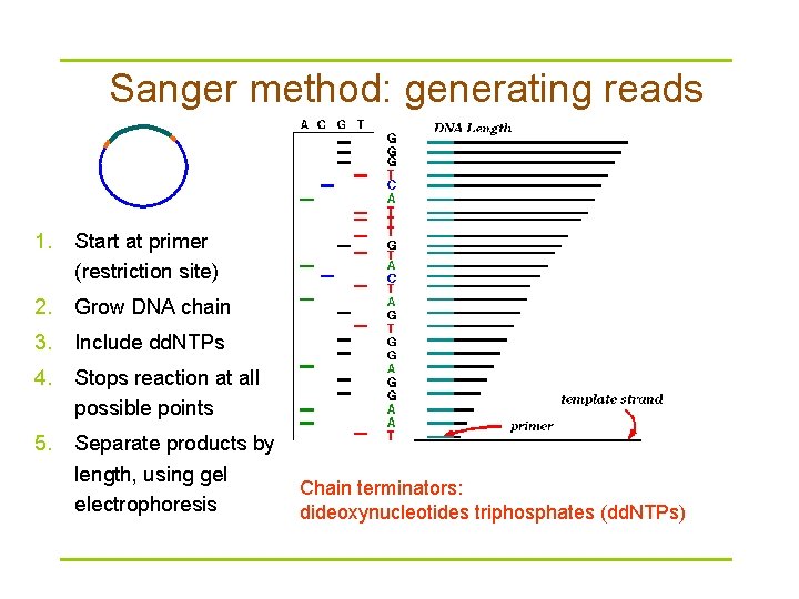 Sanger method: generating reads 1. Start at primer (restriction site) 2. Grow DNA chain