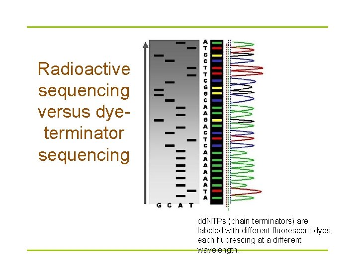 Radioactive sequencing versus dyeterminator sequencing dd. NTPs (chain terminators) are labeled with different fluorescent