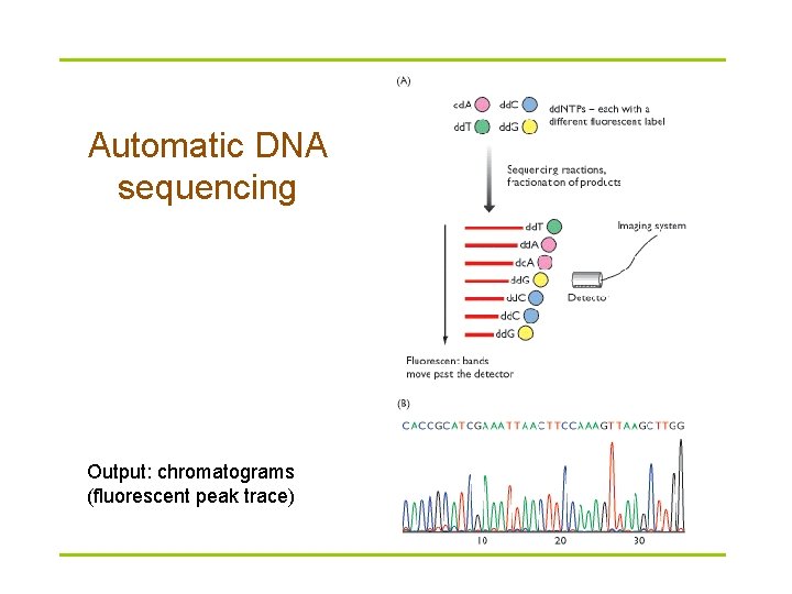 Automatic DNA sequencing Output: chromatograms (fluorescent peak trace) 