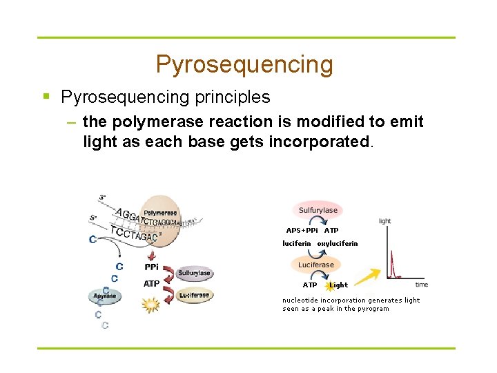 Pyrosequencing § Pyrosequencing principles – the polymerase reaction is modified to emit light as