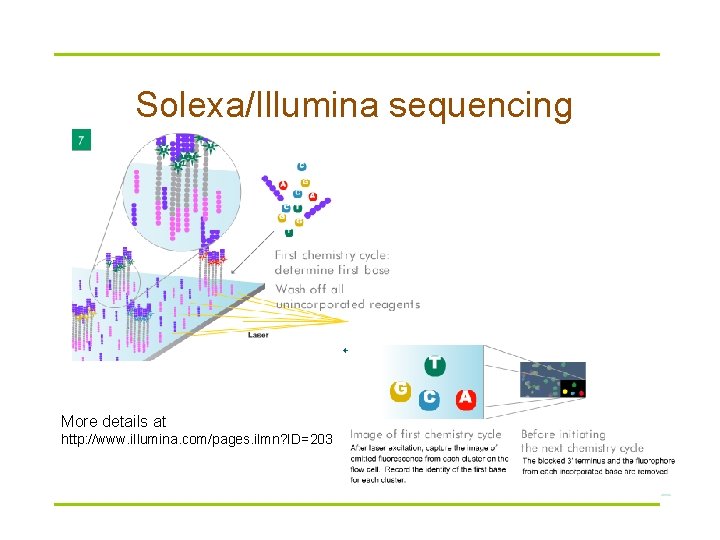 Solexa/Illumina sequencing More details at http: //www. illumina. com/pages. ilmn? ID=203 