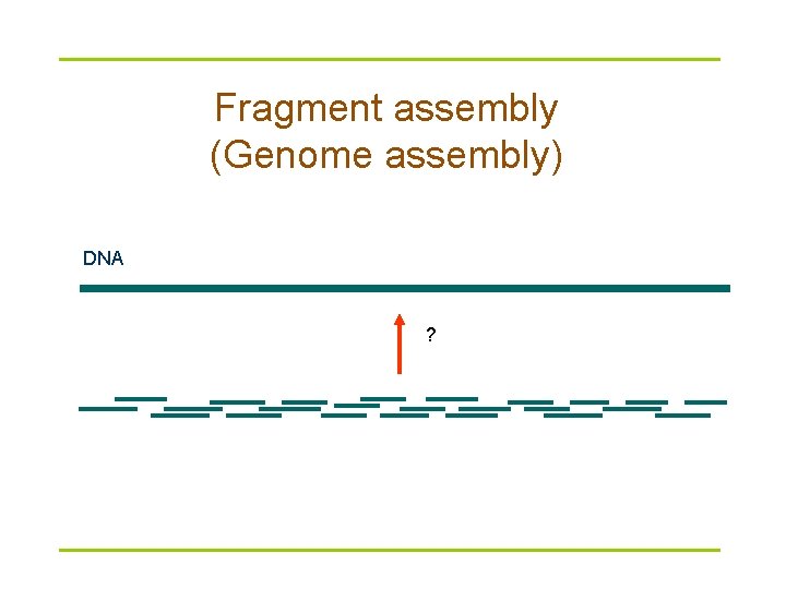 Fragment assembly (Genome assembly) DNA ? 