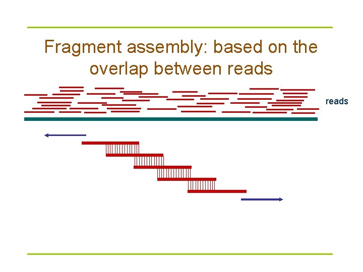 Fragment assembly: based on the overlap between reads 