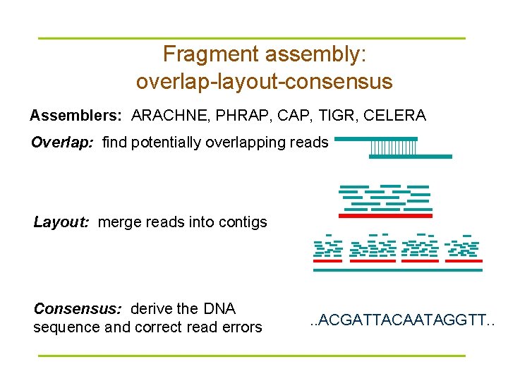 Fragment assembly: overlap-layout-consensus Assemblers: ARACHNE, PHRAP, CAP, TIGR, CELERA Overlap: find potentially overlapping reads