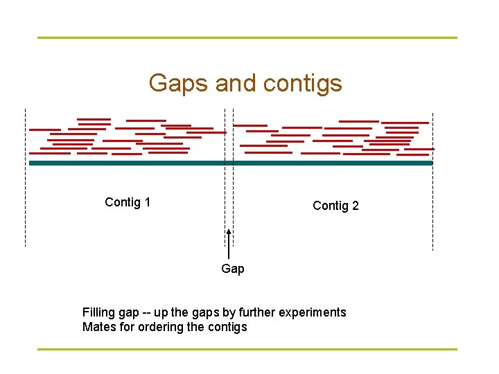 Gaps and contigs Contig 1 Contig 2 Gap Filling gap -- up the gaps