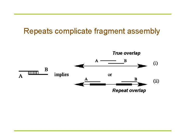 Repeats complicate fragment assembly True overlap Repeat overlap 