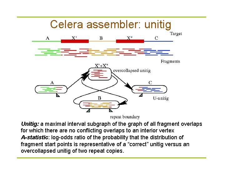 Celera assembler: unitig Unitig: a maximal interval subgraph of the graph of all fragment