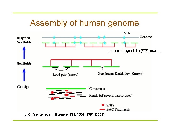 Assembly of human genome sequence tagged site (STS) markers J. C. Venter et al.