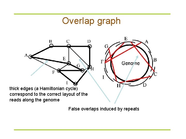 Overlap graph thick edges (a Hamiltonian cycle) correspond to the correct layout of the