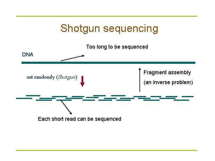 Shotgun sequencing Too long to be sequenced DNA cut randomly (Shotgun) Each short read