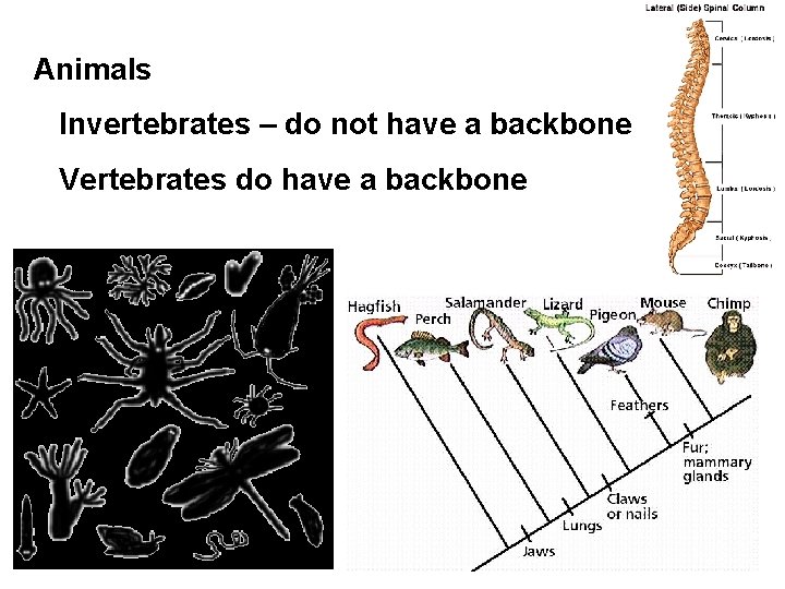 Animals Invertebrates – do not have a backbone Vertebrates do have a backbone 
