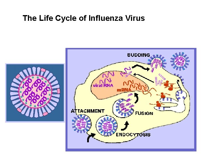 The Life Cycle of Influenza Virus 