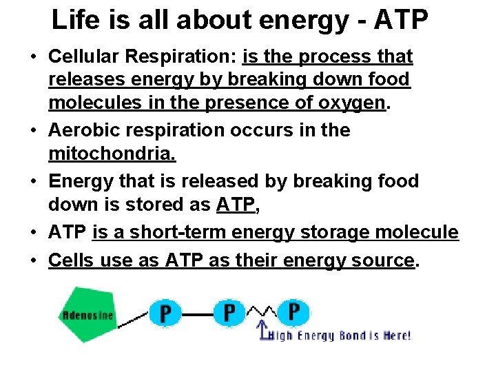Life is all about energy - ATP • Cellular Respiration: is the process that