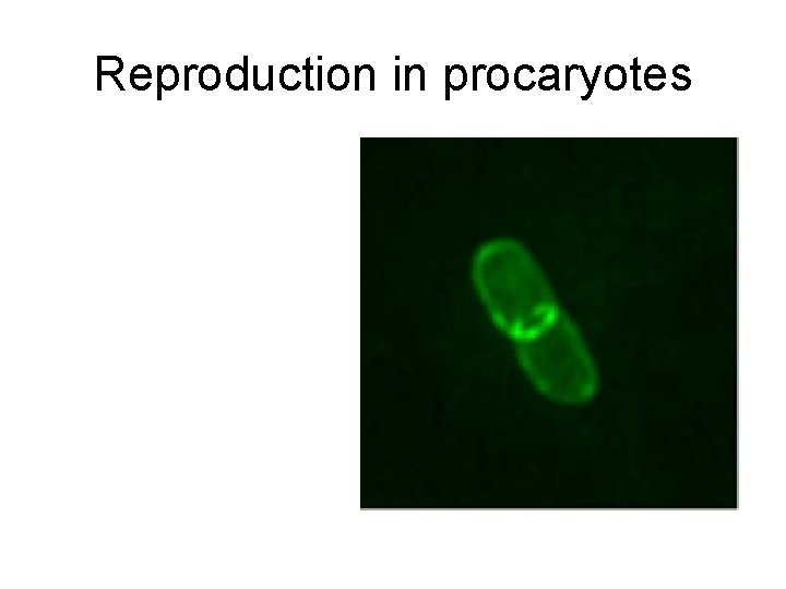 Reproduction in procaryotes 