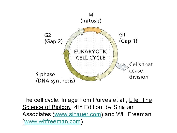 The cell cycle. Image from Purves et al. , Life: The Science of Biology,