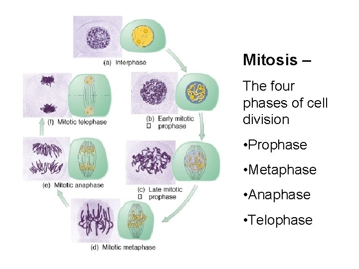 Mitosis – The four phases of cell division • Prophase • Metaphase • Anaphase