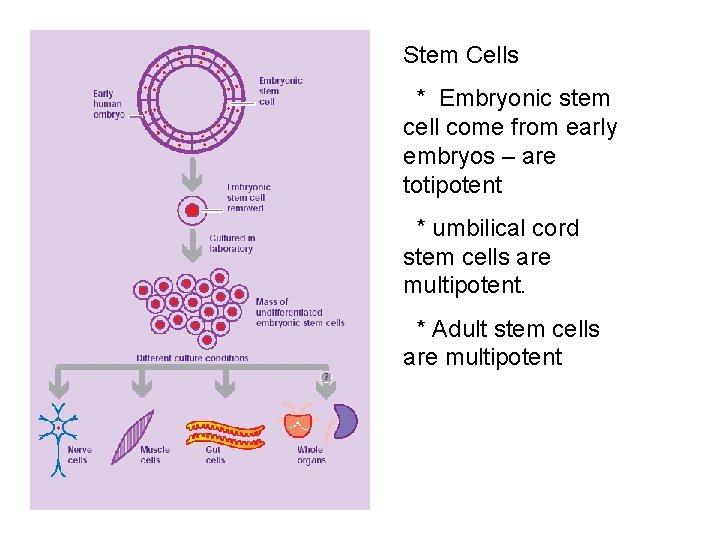Stem Cells * Embryonic stem cell come from early embryos – are totipotent *