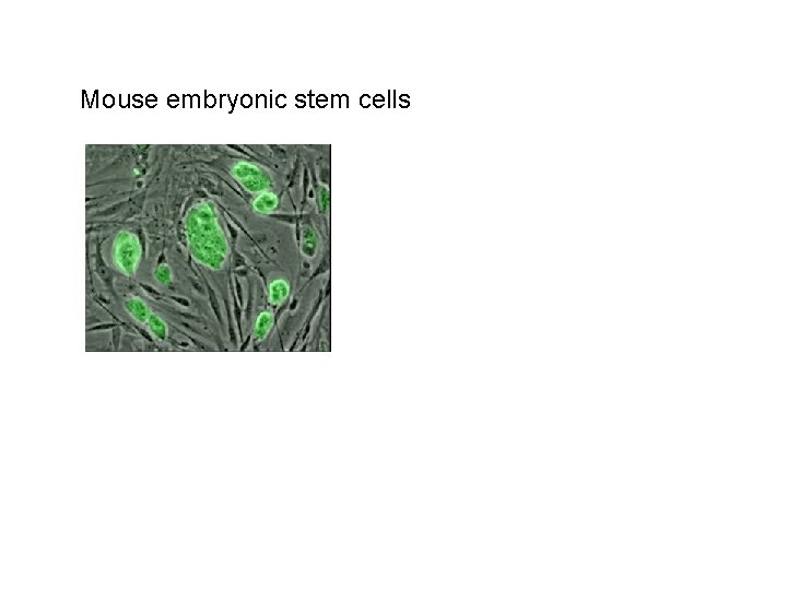 Mouse embryonic stem cells 