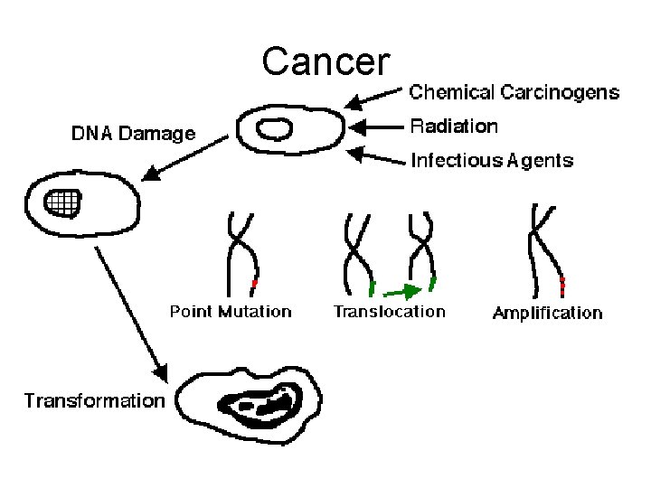 Cancer 