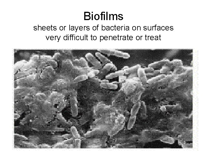 Biofilms sheets or layers of bacteria on surfaces very difficult to penetrate or treat