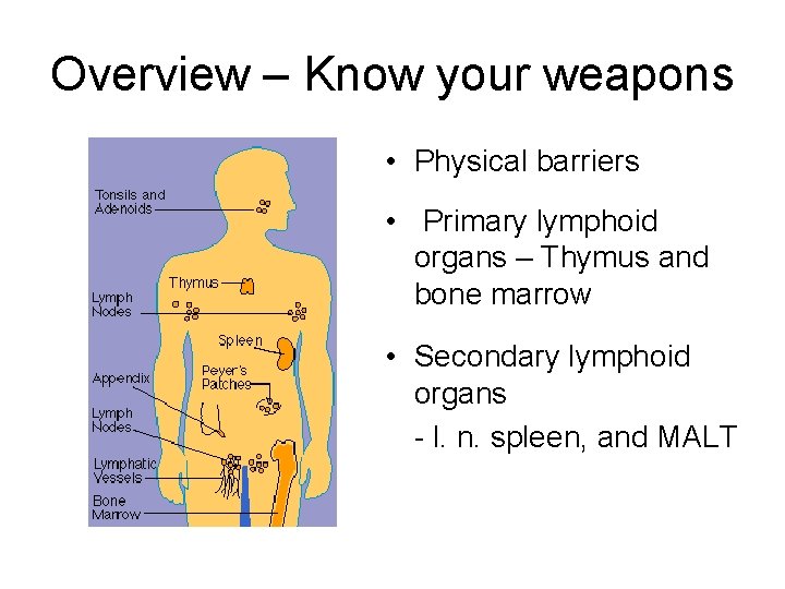 Overview – Know your weapons • Physical barriers • Primary lymphoid organs – Thymus