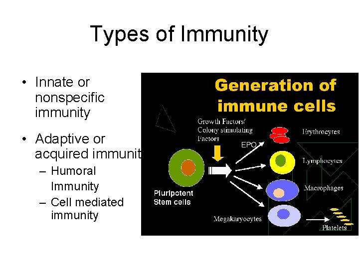 Types of Immunity • Innate or nonspecific immunity • Adaptive or acquired immunity –