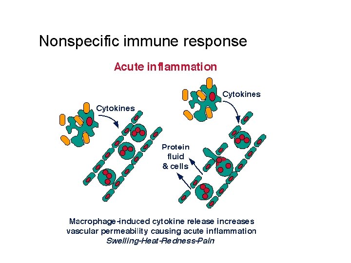 Nonspecific immune response 