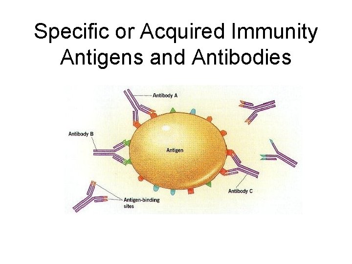 Specific or Acquired Immunity Antigens and Antibodies 