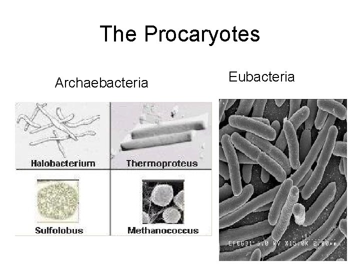 The Procaryotes Archaebacteria Eubacteria 
