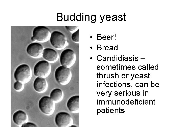 Budding yeast • Beer! • Bread • Candidiasis – sometimes called thrush or yeast