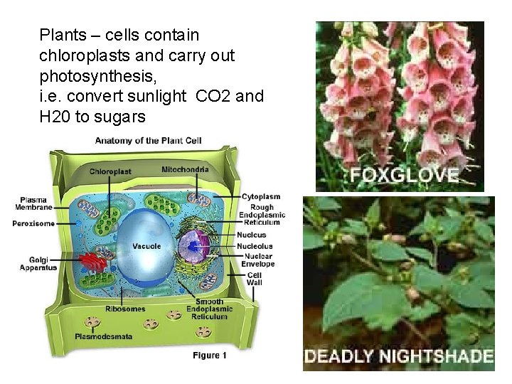 Plants – cells contain chloroplasts and carry out photosynthesis, i. e. convert sunlight CO